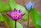 Tropical Flower Waterlily Background