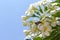 Tropical flower white Plumeria alba on blue sky background