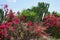 Tropical flowering garden with cactus, palms and red blossoms bush.