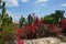 Tropical flowering garden with cactus, palms and red blossoms bush.