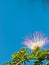 Tropical, flowering tree with blue sky