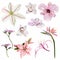 Tropical flowers, bird of paradise flower, magnolia, clematis, orchid. Exotic illustrations, floral elements isolated
