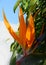 Tropical flowers close up and macro photography taken in mexico