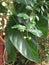 Tropical flowers flowering