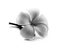 Tropical flowers frangipani (plumeria) black and white