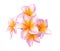 Tropical flowers frangipani (plumeria) isolated on white background.