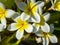 Tropical flowers frangipani plumeria. White and yellow plumeria flowers