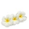 Tropical flowers frangipani on white