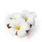 Tropical flowers frangipani on white