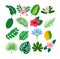 Tropical flowers and leaves collection vector isolated