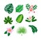 Tropical flowers and leaves collection vector isolated