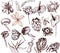 Tropical flowers monohrome sketch collection. Hand drawn llustration set of exotic flowering plants - otus, calla, venus