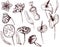 Tropical flowers monohrome sketch collection. Vector illustrations of exotic flowering plants - otus, calla, venus