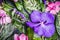 Tropical flowers, orchid and wet green leaves arrangement , nature background