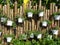 The tropical flowers are planted in small pots and hung along the bamboo fence.