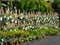 The tropical flowers are planted in small pots and hung along the bamboo fence.