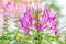 Tropical flowers, purple cleome or spider flower.