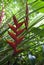 Tropical Flowers: Red Heliconia (Bihai)