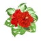 Tropical flowers red hibiscus corrugated and Monstera and Variegated hosta foliage  on a white background vintage vector
