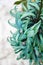 Tropical flowers, strongylodon, jade vine