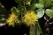 Tropical flowers - Yellow Ohia - Lehua Mamo