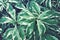 Tropical Foliage Leaves of Caricature Plant as Natural Texture Background