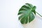 Tropical foliage monstera leaves floral arrangement natural backdrop