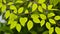 Tropical foliages seamless pattern on slightly blurred background