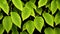 Tropical foliages seamless pattern on slightly blurred background