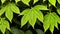 Tropical foliages seamless pattern on slightly blurred background