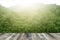 Tropical forest above a wooden floor