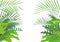 Tropical forest background