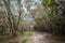 Tropical Forest Dirt Road Reserve