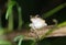 Tropical forest frog