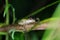 Tropical forest frog under rain