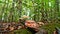 Tropical forest fungus borneo