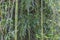 Tropical forest of green bamboo stems