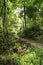 Tropical forest in the island of Koh Rong