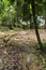 Tropical forest in the island of Koh Rong