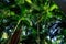 Tropical forest in Lamington National Park, Australia.