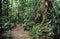 Tropical Forest with Luxuriant Vegetation, Australia