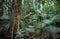 Tropical Forest with Luxuriant Vegetation, Australia