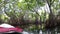 Tropical forest and mangroves