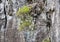 Tropical forest in the mountains on Madeira island