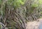 Tropical forest in the mountains on Madeira island