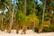 The tropical forest, palm trees on the beach background of palm trees.