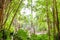 Tropical forest, palm trees in sunlight