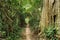 Tropical forest path