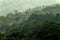 Tropical forest during rainy day. Green jungle landscape with rain and fog in Santa Marta, Colombia. Mountain birdwatching in