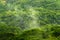 Tropical forest during rainy day. Green jungle landscape with rain and fog in Santa Marta, Colombia. Mountain birdwatching in